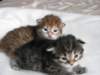 nooaandnaomi39_small.jpg