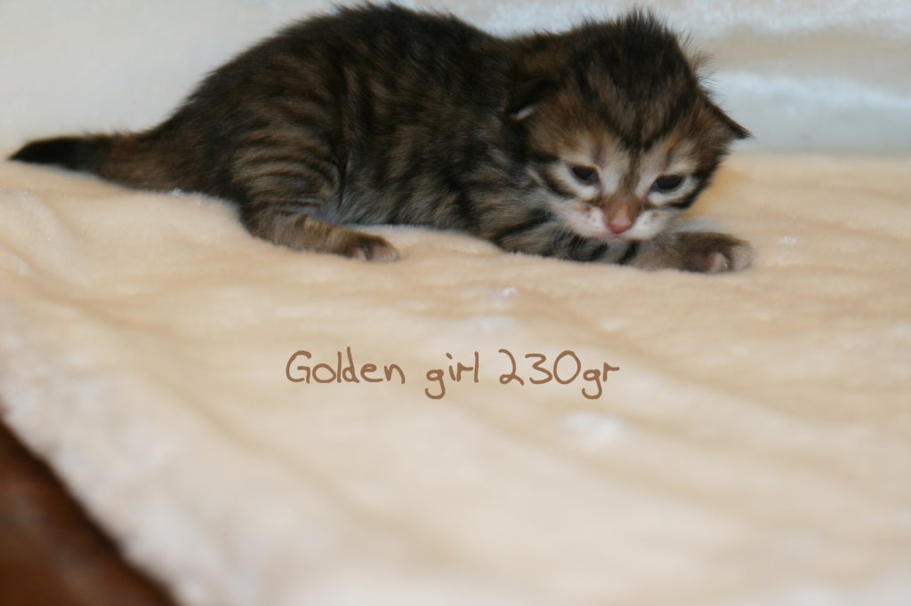 goldengirl230grimg_6136.jpg