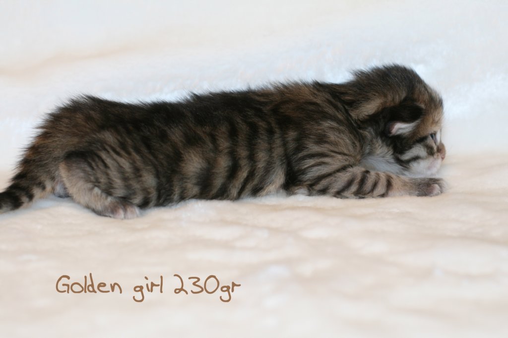 goldengirl230grimg_6139.jpg