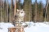 img_8290_small.jpg