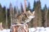 img_8298_small.jpg