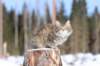 img_8300_small.jpg