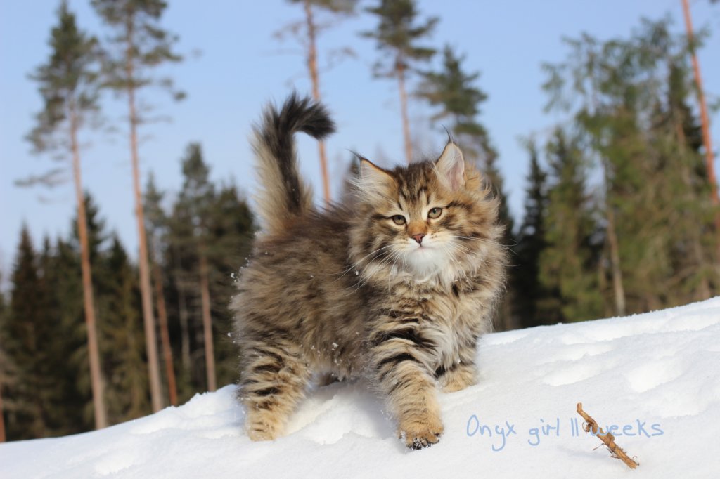oxyxgirl11weeks.jpg