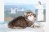 img_7191_small.jpg