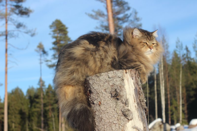 odin7kk3vi23229.jpg