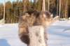 odin7kk3vi23258_small.jpg