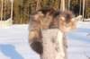 odin7kk3vi23259_small.jpg
