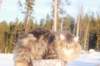odin7kk3vi23261_small.jpg