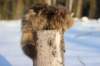 odin7kk3vi23266_small.jpg