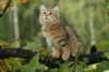 ofiragirl12weeks1592010_small.jpg