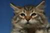 onesimus2_small.jpg