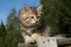oralee33_small.jpg