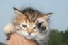 ofiragirl6_small.jpg