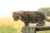 onesimusboy15_small.jpg