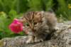 ohannagirl14_small.jpg