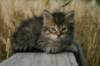 onesimusboy26_small.jpg