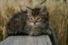 onesimusboy27_small.jpg