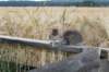 onesimusboy38_small.jpg