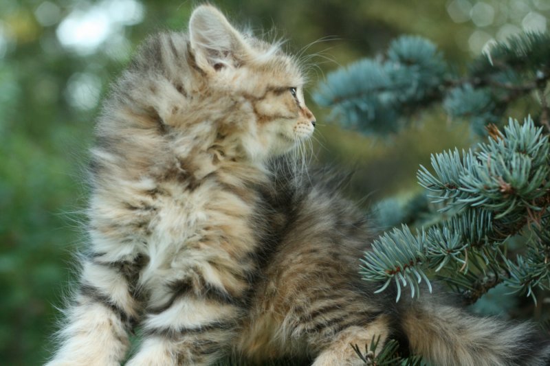 oraleegirlavailableforbreedingoraleehasverystrongbodystronglegsandbigpawswarmcoatcolorandpromisingcoattexture.jpg
