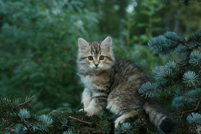 oraleegirlavailableforbreedingoraleehasverystrongbodystronglegsandbigpawswarmcoatcolorandpromisingcoattexture10.jpg