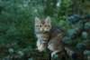 oraleegirlavailableforbreedingoraleehasverystrongbodystronglegsandbigpawswarmcoatcolorandpromisingcoattexture10_small.jpg
