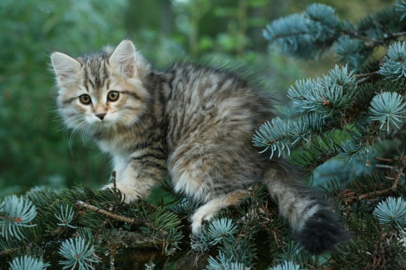 oraleegirlavailableforbreedingoraleehasverystrongbodystronglegsandbigpawswarmcoatcolorandpromisingcoattexture11.jpg
