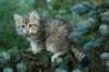 oraleegirlavailableforbreedingoraleehasverystrongbodystronglegsandbigpawswarmcoatcolorandpromisingcoattexture11_small.jpg