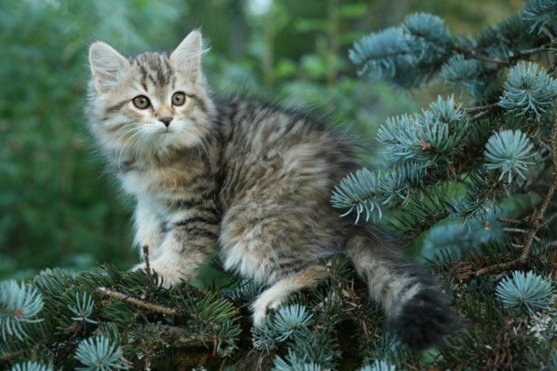 oraleegirlavailableforbreedingoraleehasverystrongbodystronglegsandbigpawswarmcoatcolorandpromisingcoattexture12.jpg