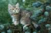 oraleegirlavailableforbreedingoraleehasverystrongbodystronglegsandbigpawswarmcoatcolorandpromisingcoattexture12_small.jpg