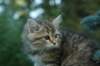 oraleegirlavailableforbreedingoraleehasverystrongbodystronglegsandbigpawswarmcoatcolorandpromisingcoattexture13_small.jpg