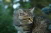 oraleegirlavailableforbreedingoraleehasverystrongbodystronglegsandbigpawswarmcoatcolorandpromisingcoattexture14_small.jpg