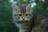 oraleegirlavailableforbreedingoraleehasverystrongbodystronglegsandbigpawswarmcoatcolorandpromisingcoattexture15_small.jpg