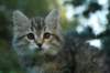 oraleegirlavailableforbreedingoraleehasverystrongbodystronglegsandbigpawswarmcoatcolorandpromisingcoattexture16_small.jpg