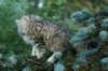 oraleegirlavailableforbreedingoraleehasverystrongbodystronglegsandbigpawswarmcoatcolorandpromisingcoattexture17_small.jpg