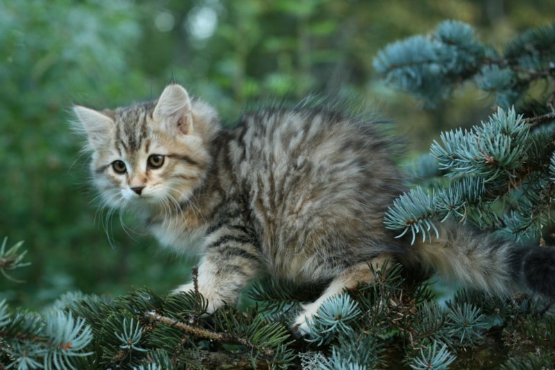 oraleegirlavailableforbreedingoraleehasverystrongbodystronglegsandbigpawswarmcoatcolorandpromisingcoattexture18.jpg