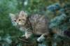 oraleegirlavailableforbreedingoraleehasverystrongbodystronglegsandbigpawswarmcoatcolorandpromisingcoattexture18_small.jpg