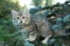 oraleegirlavailableforbreedingoraleehasverystrongbodystronglegsandbigpawswarmcoatcolorandpromisingcoattexture19_small.jpg