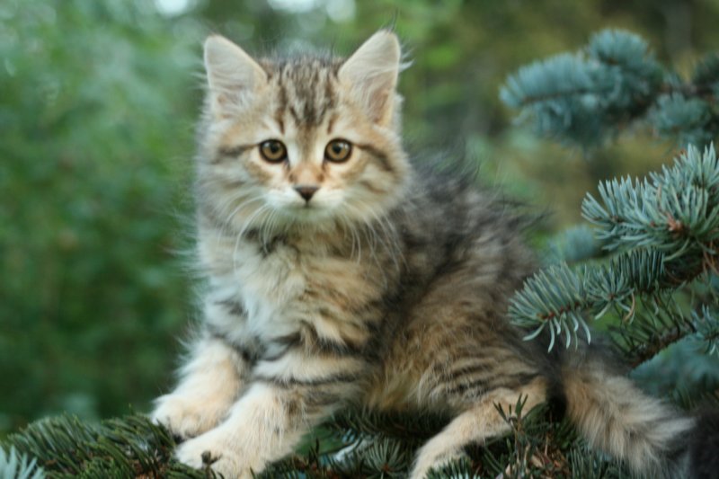 oraleegirlavailableforbreedingoraleehasverystrongbodystronglegsandbigpawswarmcoatcolorandpromisingcoattexture2.jpg