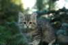 oraleegirlavailableforbreedingoraleehasverystrongbodystronglegsandbigpawswarmcoatcolorandpromisingcoattexture20_small.jpg