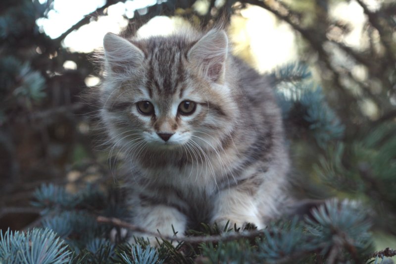 oraleegirlavailableforbreedingoraleehasverystrongbodystronglegsandbigpawswarmcoatcolorandpromisingcoattexture21.jpg