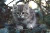 oraleegirlavailableforbreedingoraleehasverystrongbodystronglegsandbigpawswarmcoatcolorandpromisingcoattexture21_small.jpg