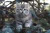 oraleegirlavailableforbreedingoraleehasverystrongbodystronglegsandbigpawswarmcoatcolorandpromisingcoattexture22_small.jpg