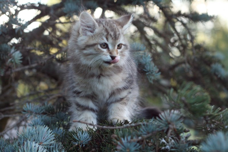oraleegirlavailableforbreedingoraleehasverystrongbodystronglegsandbigpawswarmcoatcolorandpromisingcoattexture23.jpg