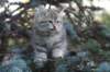 oraleegirlavailableforbreedingoraleehasverystrongbodystronglegsandbigpawswarmcoatcolorandpromisingcoattexture23_small.jpg