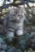 oraleegirlavailableforbreedingoraleehasverystrongbodystronglegsandbigpawswarmcoatcolorandpromisingcoattexture24_small.jpg