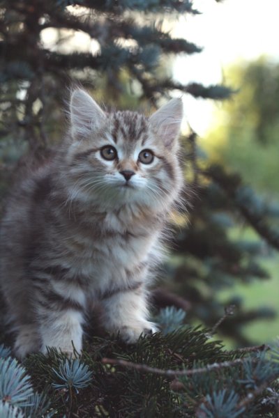 oraleegirlavailableforbreedingoraleehasverystrongbodystronglegsandbigpawswarmcoatcolorandpromisingcoattexture25.jpg