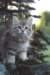 oraleegirlavailableforbreedingoraleehasverystrongbodystronglegsandbigpawswarmcoatcolorandpromisingcoattexture25_small.jpg