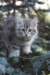 oraleegirlavailableforbreedingoraleehasverystrongbodystronglegsandbigpawswarmcoatcolorandpromisingcoattexture26_small.jpg