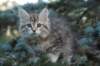 oraleegirlavailableforbreedingoraleehasverystrongbodystronglegsandbigpawswarmcoatcolorandpromisingcoattexture27_small.jpg