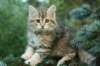 oraleegirlavailableforbreedingoraleehasverystrongbodystronglegsandbigpawswarmcoatcolorandpromisingcoattexture2_small.jpg